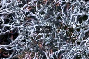Abstract Organic Backgrounds