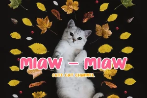 Chimoly Cute Display Font