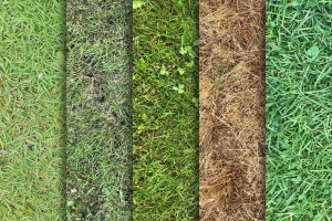 Grass Textures x10