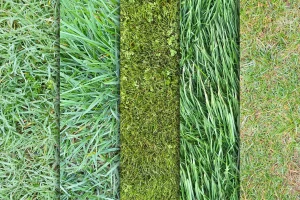 Grass Textures x10 Vol.5