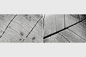 Leaf Veins Textures