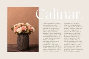 Runalto – Luxury Serif Font