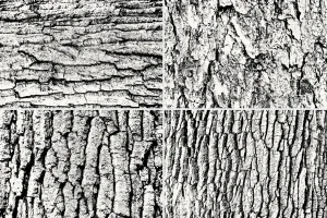 Wood Trunk Textures